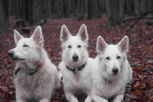Davinia,Coralie,Keona